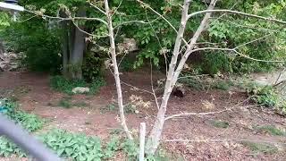 Стрим с приюта медведей BÄRENWALD Arbesbach (Австрия)