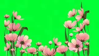 Flower Green Screen link Description No Copyright Kinemister