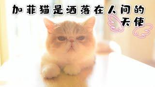 异国短毛猫包子的生活日常第5期-加菲猫是洒落在人间的天使Exotic shorthair Baozi episode5- You are my angel.