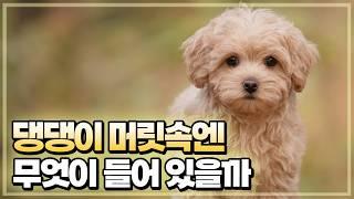 강아지가 왜 그런 행동을 할까? 강아지 생각의 비밀