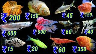 Ornamental Fish Price List In India | Fish Price List For Aquarium