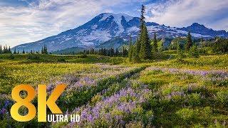 8K Mount Rainier Summer Wildflowers - Relaxation Video - 10 bit Color 50fps