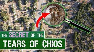 Mastic Gum harvest on Chios Explained