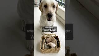 Dali the Labrador has become a caring big sister to the rescued puppy #labrador #dog #indie