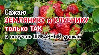 ЧТО ПОСАДИТЬ В АВГУСТЕ? КАК УЛУЧШИТЬ ПОЧВУ И ЧЕМ ЕЁ ПРОДЕЗИНФИЦИРОВАТЬ?