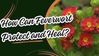 Feverwort Spiritual and Medicinal Meaning