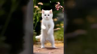 cute cat dance ||wish status||new whatsapp status||cute puppy||trending#trend#shorts#new status