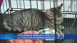 'Kittydelphia' Festival Continues In Old City