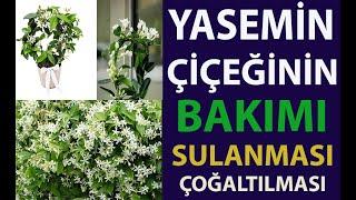 Yasemin Çiçeğinin Bakımı, sulanması ve çoğaltılması. Yasemin çiçeklerini nasıl sulanır ? yasemin