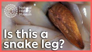 Do snakes have legs? | Surprising Science