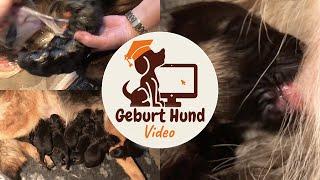 Geburt Hund Video: Nabelschnur bei Welpen durchtrennen und wichtige Tipps Welpengeburt