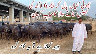 Choti Katian Pal kr 6,6 Lack ki bhains bnany wala Farmer ll Small Katti Farming Business Bajwa Farm