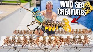 Catching WILD LOBSTERS UNDER ROCKS On Saltwater REEF!