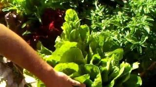 Harvesting Lettuce with the Cut and Come Technique