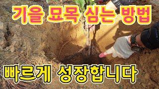 가을 묘목 심는 방법, 식재 방법(feat. 왕보리수)(How to plant trees)