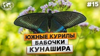 Южные Курилы: цапли и бабочки островов | @Русское географическое общество