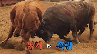 #동키(홍) vs #흑랑(청), 동키1R 승 #청도소싸움왕중왕전 16강전 49/1 을2 (241207)