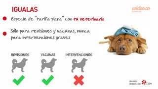 SegurosVeterinarios.com: Que hay que saber sobre los Seguros Veterinarios