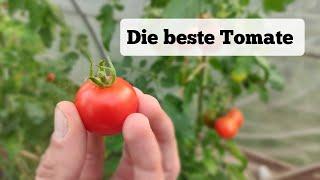 Nach 20 Jahren Suche endlich gefunden! Diese Tomate-Sorte ist meine neue Top 1!