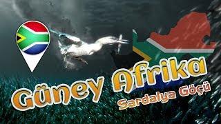 Güney Afrika Sardalya Göçü BELGESELİ (South African Sardine Migration)