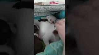 Злая собака бешаная