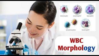 WBC Morphology