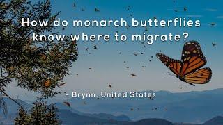 How do monarch butterflies know where to migrate?