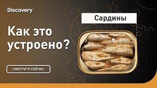 Сардины | Как это устроено | Discovery