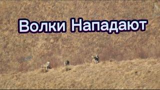 Охота на волков в горах Дагестана#дагестан #горный #охота #hunting #волк