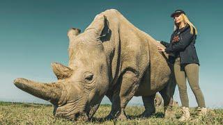 HOW GENETIC ENGINEERING IS SAVING THE LAST TWO NORTHERN WHITE RHINOS on EARTH /#DeExtinction