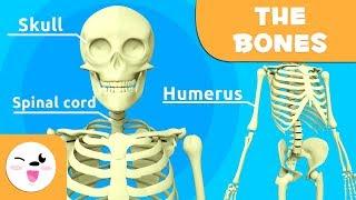 The Skeletal System - Educational Video about Bones for Kids (https://youtu.be/VHCCgrNSSOg)