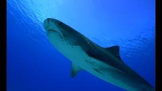 Facts: The Tiger Shark