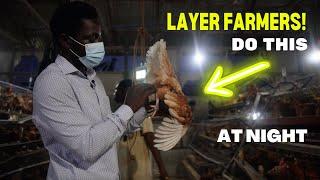 Layer Poultry Farmers should TRY THIS at Night