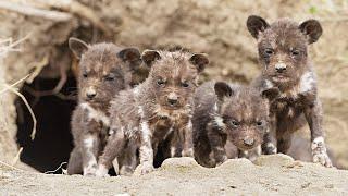 Wild Dog Puppies Emerge for the First Time - Super Cute!