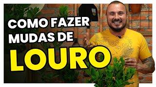 Como cultivar e fazer mudas de LOURO