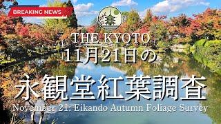 [News] The status of the autumn leaves at Eikando on Thursday, November 21!