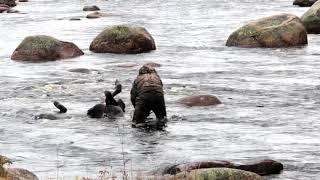 Hard Knock Newfies host Jordan Locke drags his hunters moose down a river