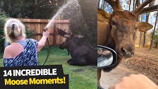 The Best Moose Moments Caught on Camera