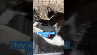 Cats in shelter comforting each other ️ 