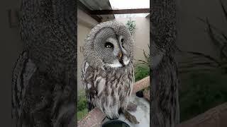 Majestic Great Grey Owl  (Barbara) #shorts #birds #owl