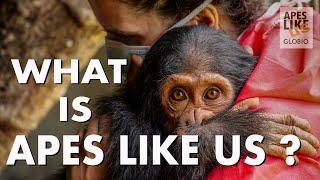 What Is Apes Like Us?