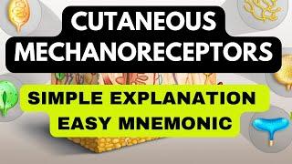 Cutaneous Mechanoreceptors: Mnemonics, Location, Function, Field Size, Adaptation