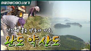 청정바다에서 희망을 닦아가는 건강의 섬, 완도 약산도 #약초 #건강