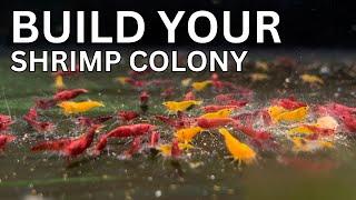 How to Build a Shrimp Breeding Colony!