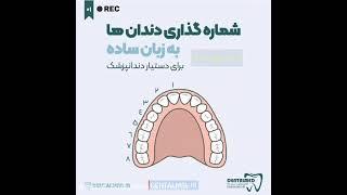 دندان ها را چگونه شماره گذاری می کنند؟