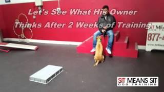 Extremely Aggressive Dog-Attacks Trainers- D'Awna with Sit Means Sit Summerlin