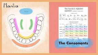 Mantra Course Part 8: Map of the Consonants on the Upper Palate