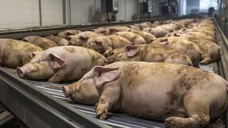 American Farmers Slaughter 353,000 Pigs Every Day This Way - Farming Documentary #processing