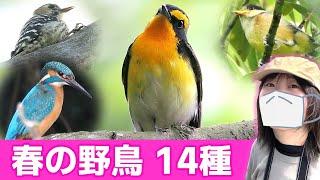 小鳥のさえずり春は鳥がいっぱい！【野鳥撮影vlog】