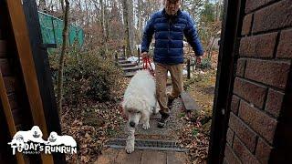 目を見張る健脚！自分の足でズンズン歩いて帰宅したルンルンです　Great Pyrenees　グレートピレニーズ